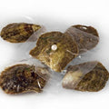 Oyster Opening - A Tray of 5 Rounds